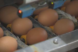 Spotřeba vajec v Česku klesá. Experti nastínili důvody