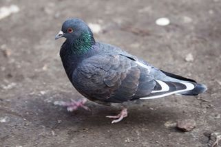 Muž v Německu ukopal k smrti holuba, který sezobl ze země spadlý hranolek - Novinky