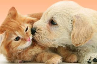 EU dosáhla dohody o zlepšení životních podmínek psů a koček - Seznam Zprávy