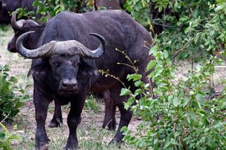 Tunový buvol zabil v rychlosti 50 km/h prominentního lovce trofejí - Novinky