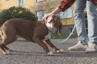 Reklamace přerostlého štěněte: Pár z Liberecka žene maxipsa před soud, chce slevu