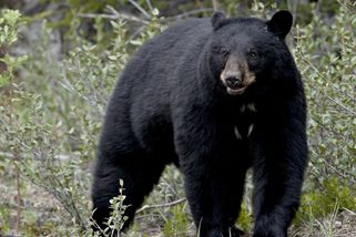 Medvěd si zřídil brloh pod domem, majitel neví, jak jej dostat pryč - Novinky
