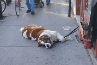 Rumunka s harmonikou a dvěma apatickými bernardýny v ulicích Česka. Gang a sedativa, tvrdí ochránci - Médium.cz