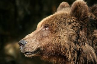 Českomoravská myslivecká jednota: Vyjádření k výskytu medvědů v ČR - Ekolist.cz