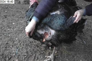 Dva potulující se psi v Brně napadli a potrhali dva krocany - Novinky