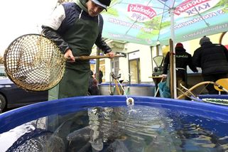 Proklatě drahá pochoutka. Obyčejný kapr zdražil za šest let o třetinu