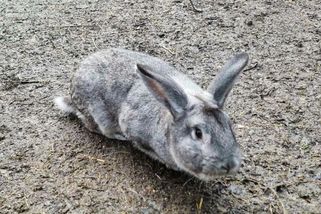 Bystrá fenka zadržela na Liberecku zlodějku, která ukradla chovného králíka - Novinky