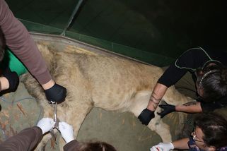 Berberská lvíčata z hodonínské zoo mají zachránit svůj druh - Novinky