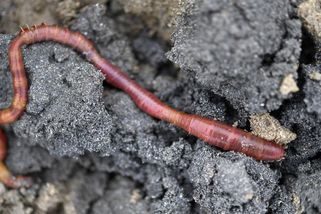 Noční můra pojmenovaná po Armstrongovi. Rusko a Čína vyvíjejí doping z červa - Sport.cz