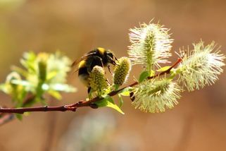 Zachránila čmeláka, teď z něj má mazlíčka - Novinky