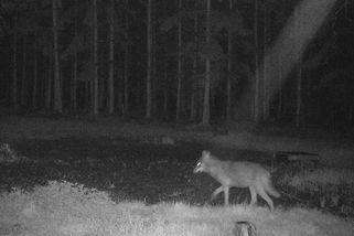 Dva vlky zachytily fotopasti na Plzeňsku. Dávejte si pozor na psy, varují myslivci místní - Novinky