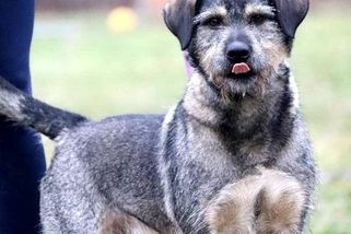 Pomůžete mi? Čekám tu už od léta. Tříletý Jack vyhlíží vánoční zázrak v útulku