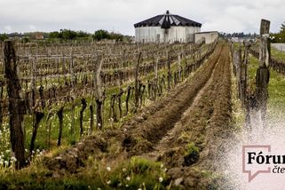Kdo se nepojistil, znal rizika. Stát vinaře zachraňovat nemá, píší čtenáři - Seznam Zprávy