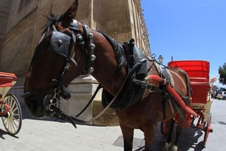 V centru Palmy zkolaboval kůň, který táhl kočár s pěti turisty - Novinky