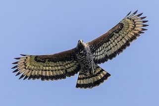Jeden z nejnebezpečnějších dravců si troufne na antilopu i malé dítě. Seznamte se s orlem korunkatým - Médium.cz