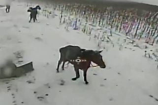 Záběry ukrajinské likvidace ruské kavalerie. Okupant před smrtí spadl z koně, zvíře přežilo