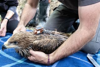 Mladý orel ze Soutoku dostal minivysílačku, nese si ji na zádech jako batůžek - Novinky