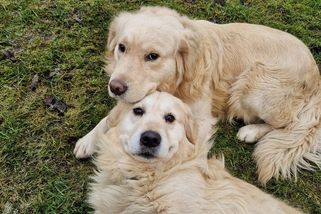 Bázliví psí kluci: Jeden se schovává, druhý si lehá uprostřed silnice - Médium.cz