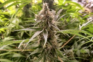 Chytil zloděje, kteří mu přišli krást konopí užívané kvůli bolestem. Sám skončil před soudem - Novinky