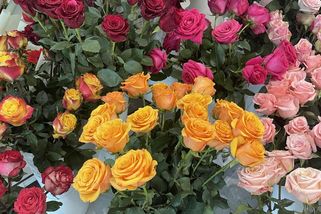 Hibernovaný MDŽ. Květiny putují přes půl planety - Seznam Zprávy