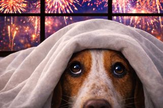 Znovu nás čeká hledání rozuteklých psů kvůli naší sobeckosti - Médium.cz