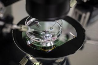 Po Agrofertu SynBiol: Další možný střet Babišových zájmů - Novinky