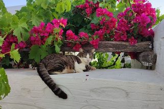 Řecký ostrov nabídl bezplatné ubytování výměnou za péči o kočky. Zájem byl enormní - Novinky