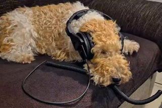 Foxteriér Cody ze Šumavy patří k největším fanouškům Lady Gaga - Novinky