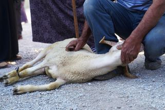 Výborný i kvůli tlakům aktivistů stáhl návrh na jednodušší rituální porážky - Seznam Zprávy