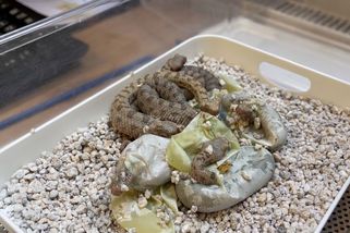 V plzeňské zoo se vylíhla mláďata bizarního hada s dokonalými mimikry - Novinky