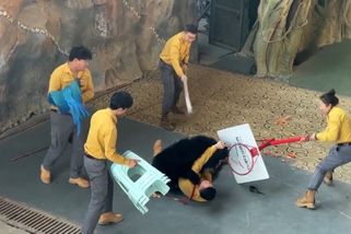 Medvěd při představení v Číně napadl krotitele. Vzájemný zápas zachytila kamera - Novinky