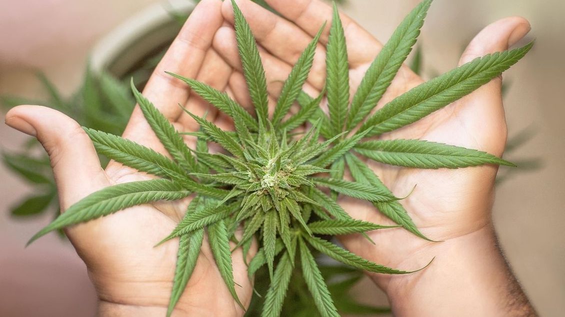 Kolik a jaké marihuany bude člověk moci mít u sebe? Není to úplně jasné - Médium.cz