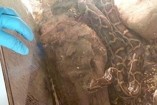 Tak kdo má pravdu? Hasiči a záchranáři mluví o případu s krajtou na Karlovarsku rozdílně - Novinky