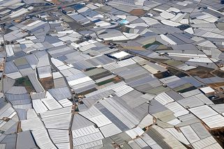 Z moře plastů k nám na stůl: realita pěstíren ve Španělsku