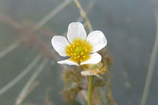Botanici objevili na Moravě chybějící článek evoluce - unikátní kříženec lakušníků