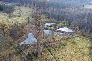 Češi mění tůně v rybníky, vysazují kapry a karase. Škodí tím přírodě