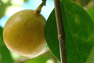 „Strom smrti“ mancinela: Dovede způsobit slepotu i popáleniny. Jeho plody jsou sladké, ale zrádné - Médium.cz