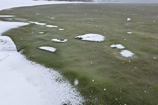 Led na lipenské přehradě se zbarvil do zelena - Novinky