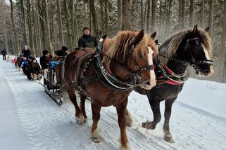 Koňská spřežení a traktory vyvezly do Beskyd rekordní počet lidí - Novinky