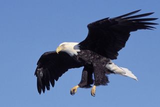 Šokované řidičce propadla na dálnici čelním sklem do auta mrtvá kočka, upustil ji orel - Novinky