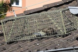 Muž z Chebska nechal na rozpálené střeše kunu v pasti a pak do ní střílel. Obvinili ho z týrání - Novinky