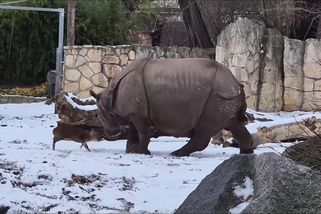 Na plzeňskou samici nosorožce Marušku si v polské zoo dovoluje čínský jelínek - Novinky