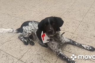 Pes ležící uprostřed nákupního centra v Brně překvapil kolemjdoucí, video má tisíce zhlédnutí | Novinky.cz: Koktejl