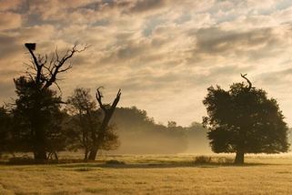 Mohutné staroduby na Soutoku měly namále, konečně jich přibývá. Objevil se i sto let nezvěstný brouk - Novinky