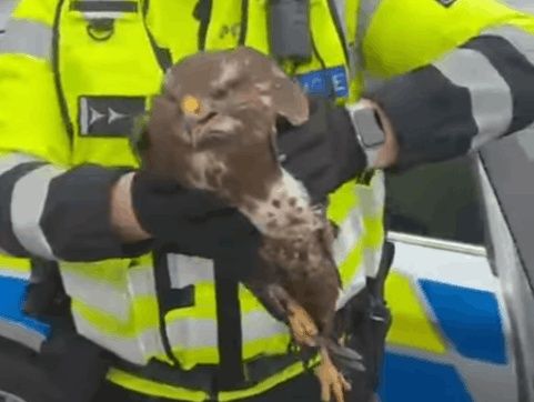 Policisté zachránili zraněné káně u dálnice