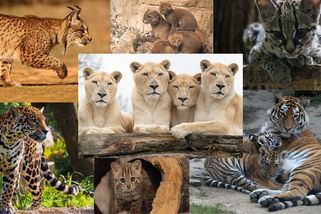 KVÍZ: Dokážete rozpoznat kočkovité šelmy na fotkách? - Novinky