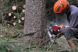 Když dřevo vydělává až příliš. Příběh konce šéfa státních lesů - Seznam Zprávy