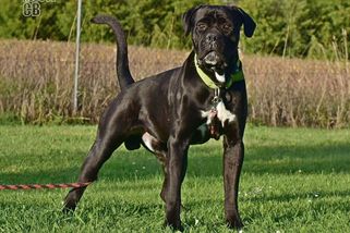 Obří pes Valda s pohnutým osudem zabodoval na cvičišti - Novinky