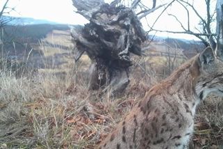 Rysí kočka se starším samcem šokují vědce. Ač samotáři, prožívají u Březí milostnou romanci | Novinky.cz: Koktejl