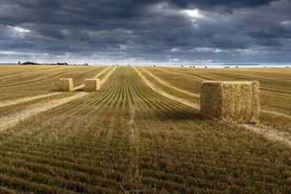 Evropa může dohnat USA. Genové úpravy plodin zabrání drahotě a neúrodě